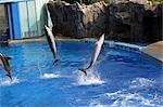 Die Delphin-Show bei Ocean Theatre, Ocean Park, Hong Kong