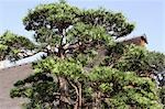 Pine tree at Chi Lin Nunnery Garden,Diamond Hill,Hong Kong