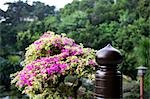 Fleurs de bougainvilliers au jardin de Chine de Chi Lin Nunnery, Diamond Hill, Hong Kong