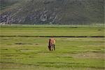 Horses in meadow,Shangri-La,China
