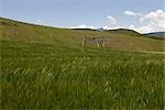 Wheat fields in suburbs,Shangri-la,Yunnan,China