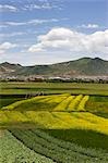 Fields in suburbs of Shangri-La,China