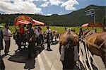 Donkey carts for tourist at Nanshan ranch,Wulumuqi,Xinjiang Uyghur autonomy district,Silk Road,China