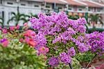 Bougainvillea,Chinatown,Singapore