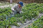 Worker working in the strawberry farm,Tai Po,Hong Kong