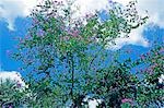 Bougainvillea trees,Tumon beach,Tumon Bay,Guam