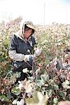 Harvest of cotton,Turpan,Xinjiang,China