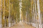 Allee der Pappeln auf dem Lande der Kuche (Kuqa), Xinjiang, China