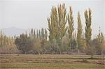 Campagne de Kuche (Kuqa), Xinjiang, Chine