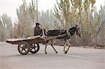 An Uyghur man on donkey cart in the countryside of Kuche (Kuqa),Xinjiang,China