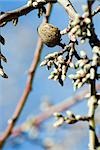 Almond tree budding, close-up of branch