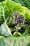 Flowering cabbage plant