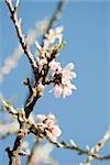 Almond tree in flower, close-up of branch