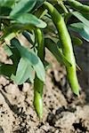Broad beans growing in vegetable garden, close-up