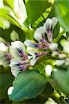 Broad bean (Vicia faba) plants in flower, close-up