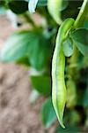Broad beans growing in vegetable garden, close-up