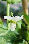 Baby Erbsen-Pflanze in Blüte, Nahaufnahme