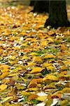 Golden autumn leaves éparpillé sur le sol