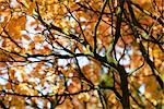 Tree branches with Autumn foliage