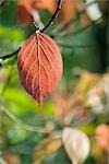 Changing leaf hanging from branch