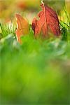 Feuilles d'automne dans l'herbe, gros plan