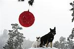Dogs sitting together on snowy mound in forest, Christmas ornament hanging from branch in foreground
