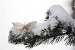 Papillon décoratif doré sur branche couverte de neige
