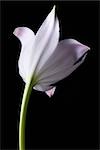 Single white lily, rear view