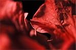 Hibiscus petals, extreme close-up