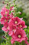 Flowers, Chianti, Tuscany, Italy, Europe