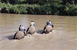 Touristen und Elefanten im Anantara Golden Triangle Resort, Sop Ruak, Goldenes Dreieck, Thailand, Südostasien, Asien