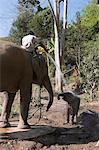 Les éléphants à l'Anantara Golden Triangle Resort, Sop Ruak, Golden Triangle, Thaïlande, Asie du sud-est, Asie