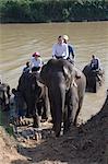 Les éléphants à l'Anantara Golden Triangle Resort, Sop Ruak, Golden Triangle, Thaïlande, Asie du sud-est, Asie