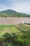 Crops on side of Mekong River at Gom Dturn, a Lao Luong Village in the Golden Triangle area of Laos, Indochina, Southeast Asia, Asia
