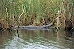 Alligator, Anhinga Trail, Everglades National Park, Florida, United States of America, North America