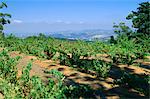 Vineyard, Stellenbosch, Cape Winelands, South Africa