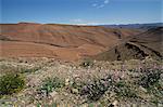 Arid landscape in the Draa valley between Ouarzazate and Agdz, Morocco, North Africa, Africa