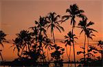 Cocotiers, Boca Chica, côte sud, République dominicaine, Antilles, Amérique centrale