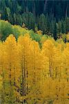 Yellow aspens, Colorado, United States of America, North America