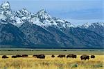 Bison and the Teton Range, Grand Teton National Park, Wyoming, United States of America, North America