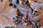 Frosty leaves, Hampshire, England, United Kingdom, Europe