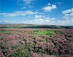 Heather auf die Mauren, North Yorkshire, England, Vereinigtes Königreich, Europa