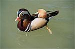 Canard mandarin, mâle, Burford, Oxfordshire, Angleterre, Royaume-Uni, Europe