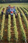 Ernte der Trauben in einem Weinberg in der Nähe von Macon, Burgund (Bourgogne), Frankreich, Europa