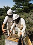 Beekeeping, Provence, France, Europe