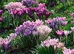 Clumps of mauve crocus flowers in spring