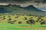 Landscape near Guadalupe, Extremadura, Spain, Europe