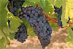 Cabernet sauvignon grapes, Malaga, Aquitaine, France, Europe