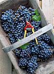 Cabernet Sauvignon grapes, Pauillac-Medoc, Aquitaine, France, Europe