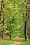 Narrow path through the trees in woodland, Forest of Brotonne, near Routout, Haute Normandie (Normandy), France, Europe